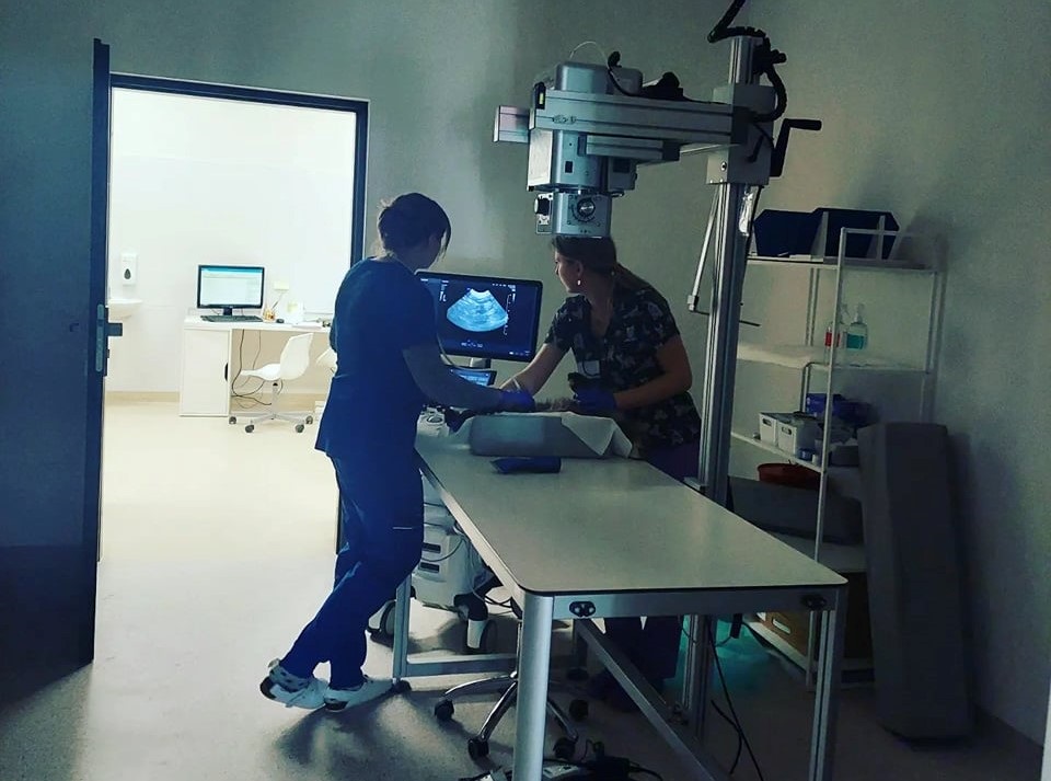 Przychodnia weterynaryjna w schronisku dla zwierząt w Poznaniu - grafika artykułu