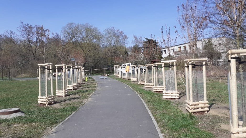 45 wiśni piłkowanych "Kanzan" zasadzono na Gliniankach, od strony ulic Kocha i Witaszka/ fot. ZZM