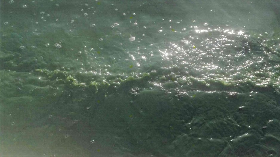 Zanieczyszczenie wód jeziora Maltańskiego