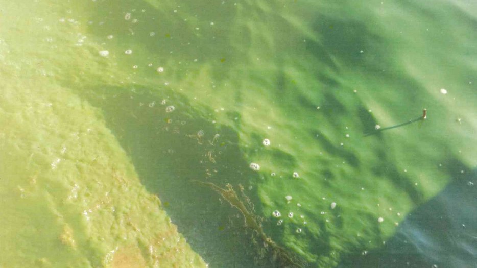 Zanieczyszczenie wód jeziora Maltańskiego