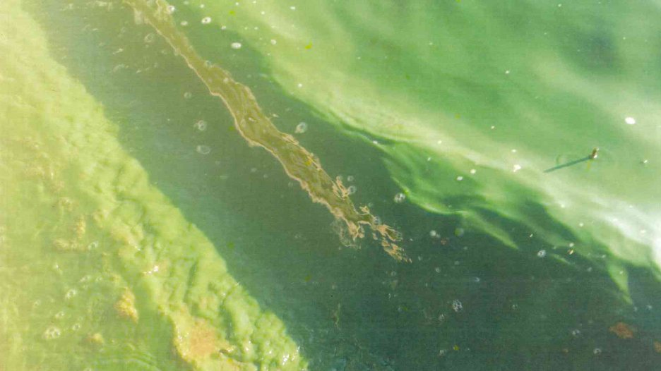 Zanieczyszczenie wód jeziora Maltańskiego