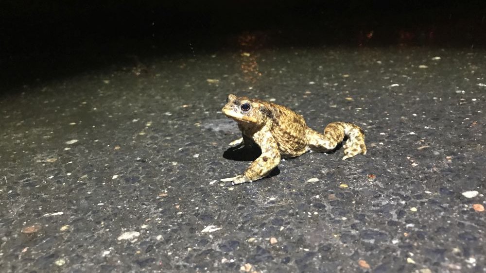 Teren jest objęty ochroną ze względu na cenną florę i faunę