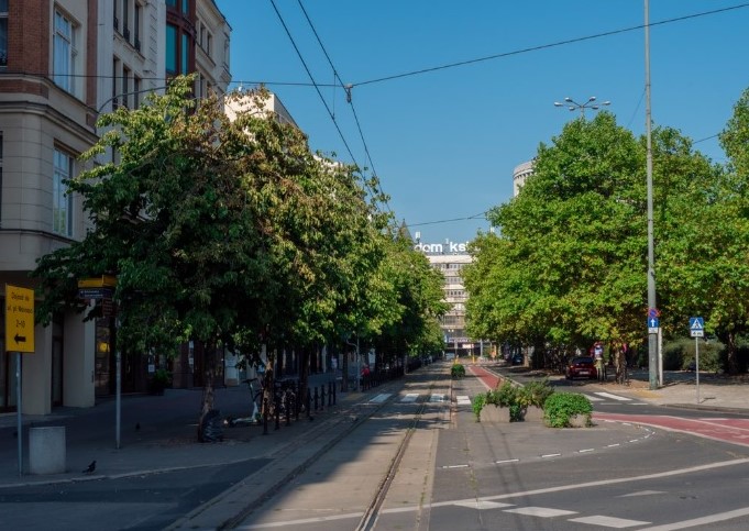 Aleja drzew przy ul. 27 Grudnia - grafika artykułu