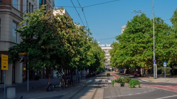 Aleja drzew przy ul. 27 Grudnia