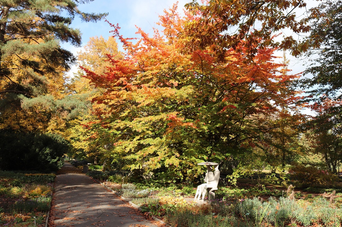 Ogród Botaniczny UAM - grafika artykułu