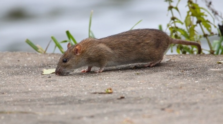 Źródło: Miasto Poznań - grafika artykułu
