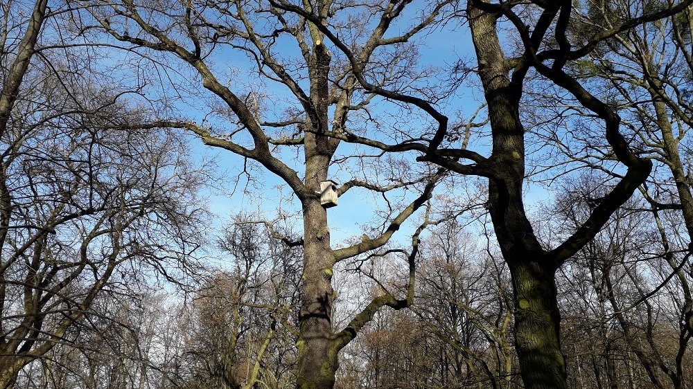 Jeden z poznańskich pomników przyrody dąb "Cytadelowców" - grafika artykułu