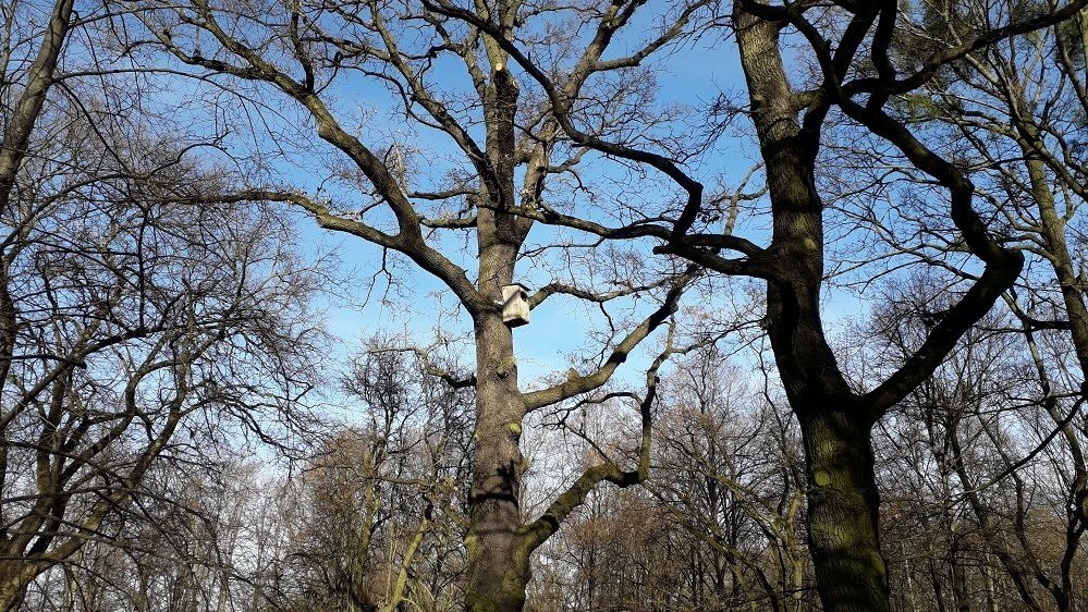 Jeden z poznańskich pomników przyrody dąb "Cytadelowców"