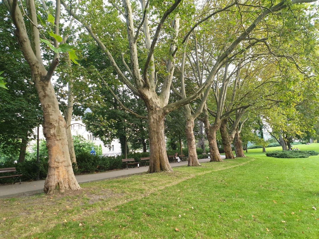 Fot. Rada Osiedla Stare Miasto - grafika artykułu