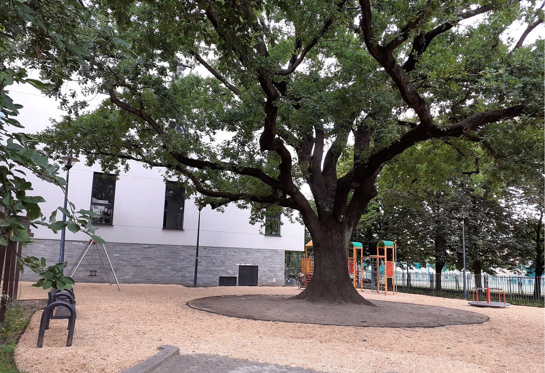 Dąb "Krzysztof" - pomnik przyrody, fot. Zarząd Zieleni Miejskiej - grafika artykułu