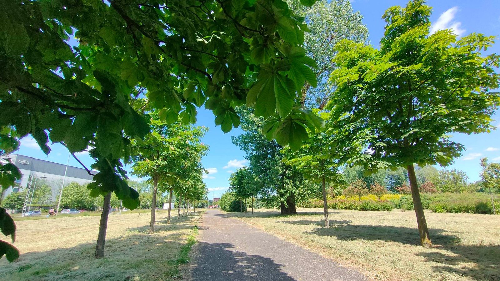 Chodnik zacieniony młodymi drzewami, po obu stronach trawniki ze świeżo skoszoną trawą