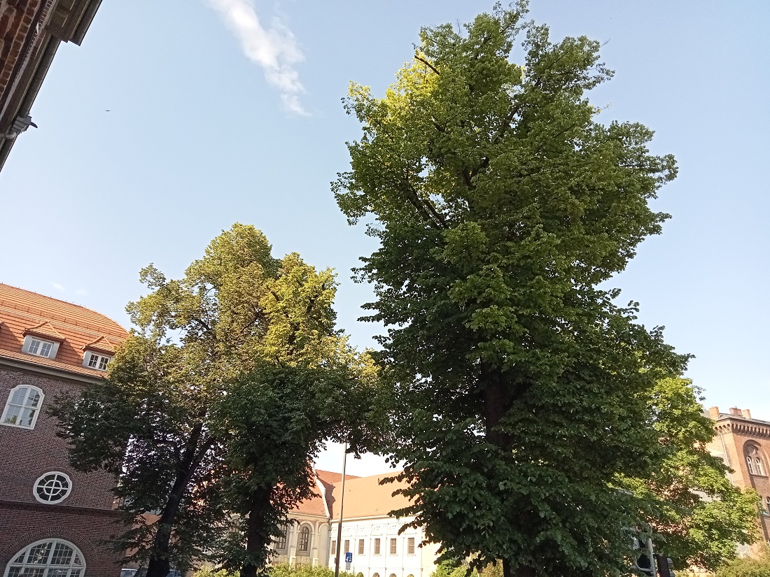 Trzy duże drzewa z zielonymi koronami liści, za nimi budynku z czerwonej cegły i z czerwonymi dachówkami - grafika artykułu