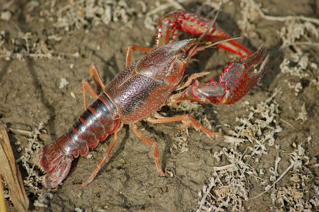 Raka luizjański (Procambarus clarkii), fot. pixabay - grafika artykułu