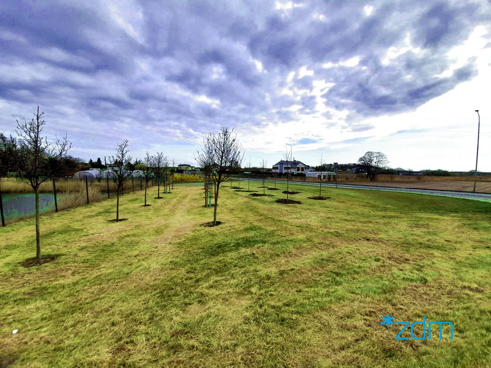 Młode drzewa posadzone na terenie przydrożnym w niezabudowanym rejonie na przedmieściach Poznania - grafika artykułu