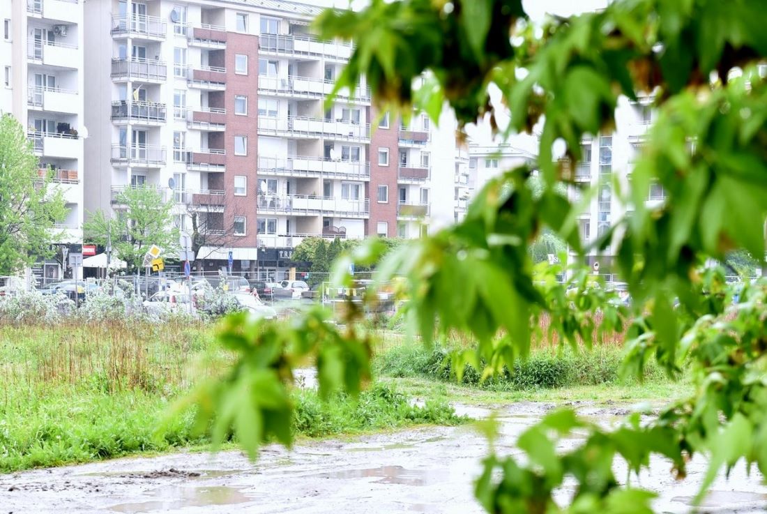 Fragment gałęzi drzewa porośniętych liśćmi, z tyłu fragment drogi gruntowej, za nią trawa i blok mieszkalny - grafika artykułu