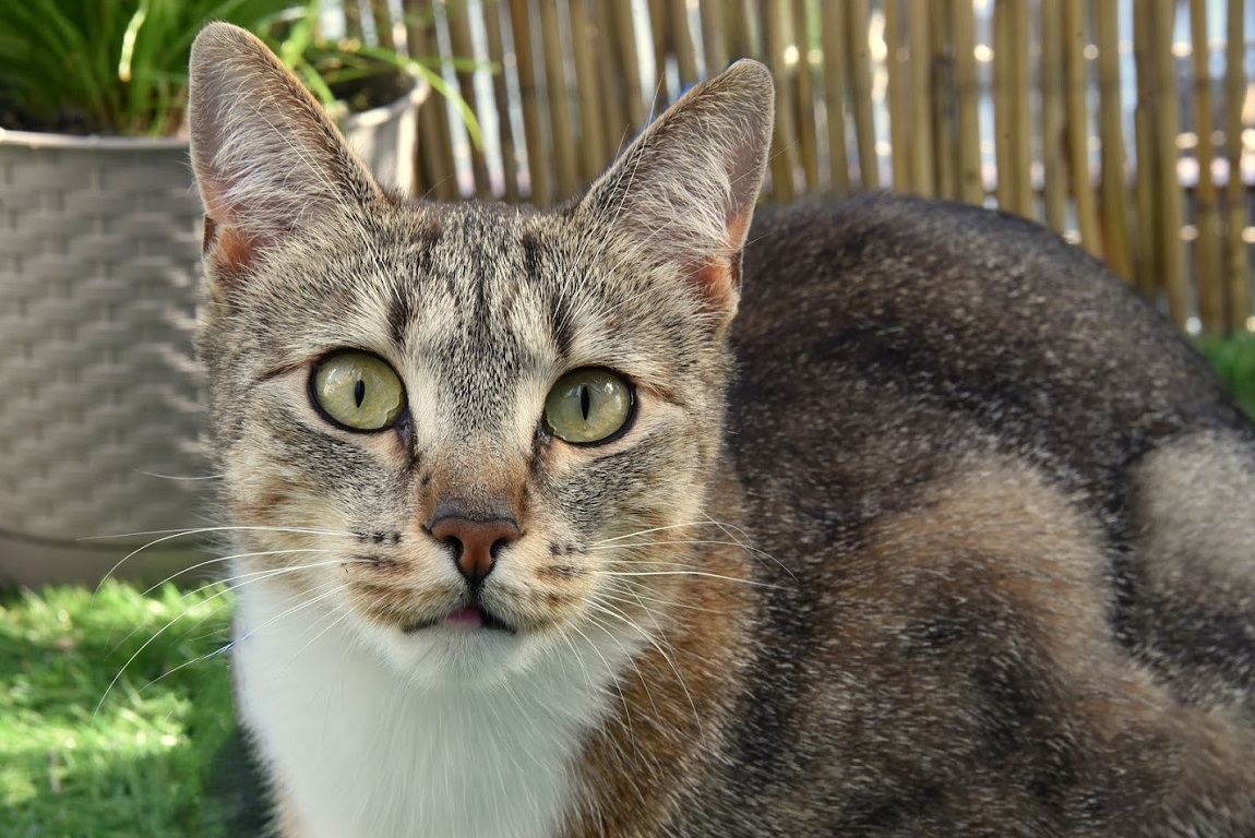 kot w pozycji siedzącej, patrzy prosto w obiektyw, szara sierść - grafika artykułu
