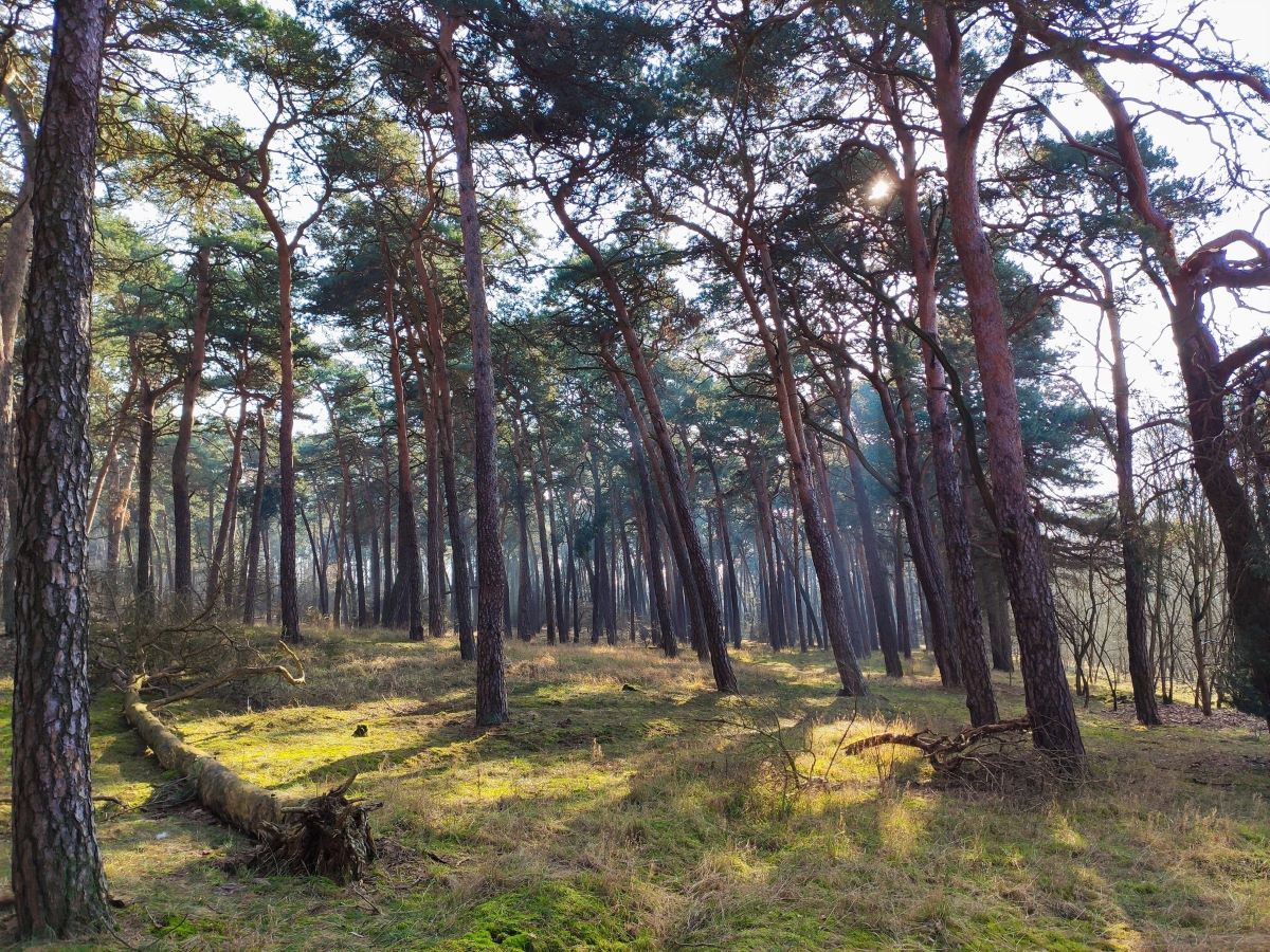 zdjęcie przedstawia fragment lasu - grafika artykułu