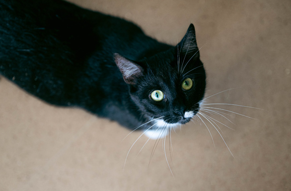kot o ciemnej sierści patrzy w obiektyw, widok z góry - grafika artykułu