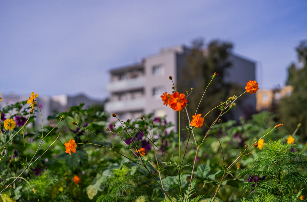 fragment łąki zasianej trawą i kwiatami, w tle blok mieszkalny - grafika artykułu