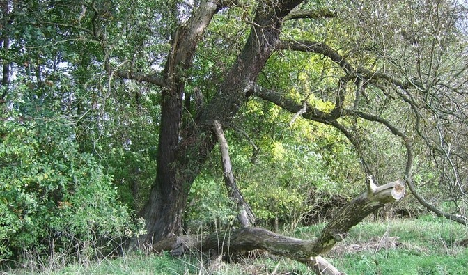 dorodne rozłorzyste drzewo szerokim pniu i masywnych konarach, w otoczenbiu innych drzew i roślinności krzewiastej - grafika artykułu