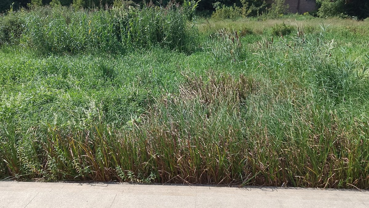 widok z nabrzeża na zarośniętą rzekę, roślinność zasłania całkowicie widok na rzekę