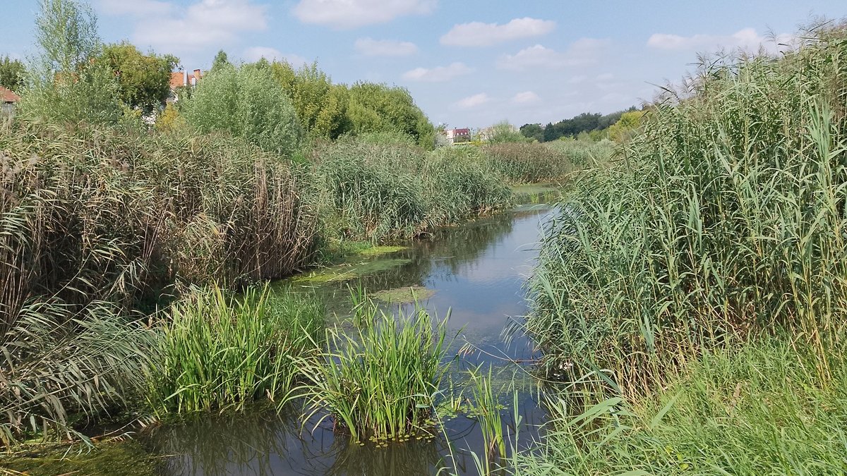 widok z brzegu na rzekę mocno zarośniętą roślinnością