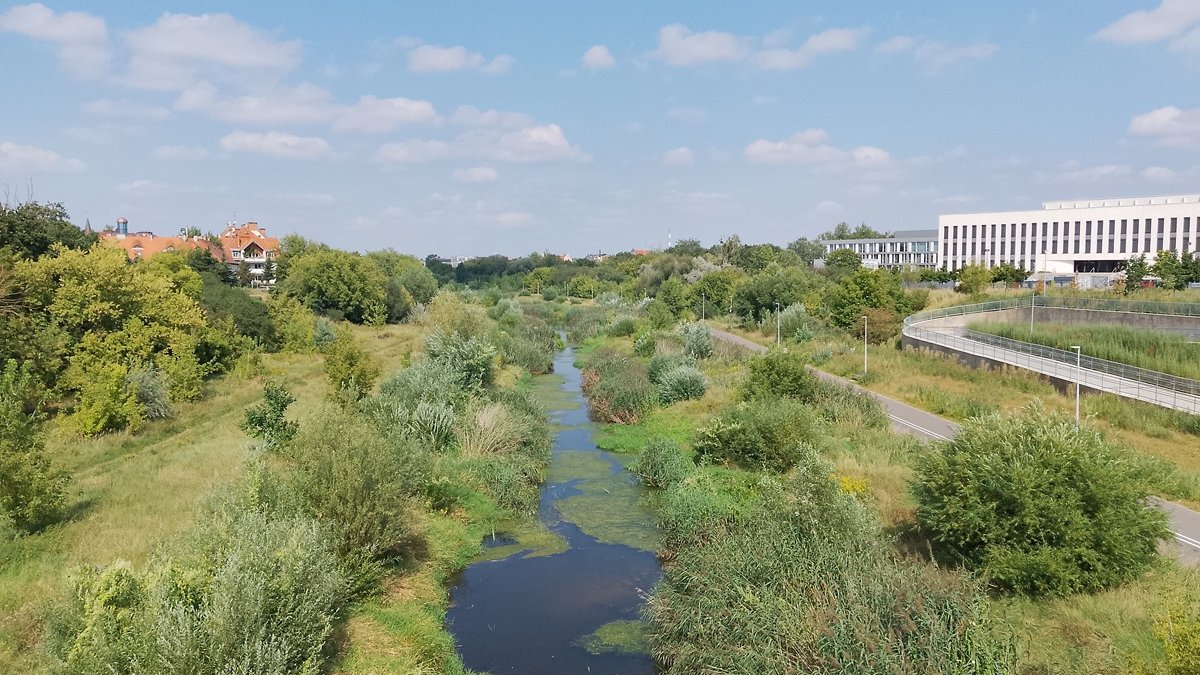 widok z mostu na rzekę mocno zarośniętą roślinnością