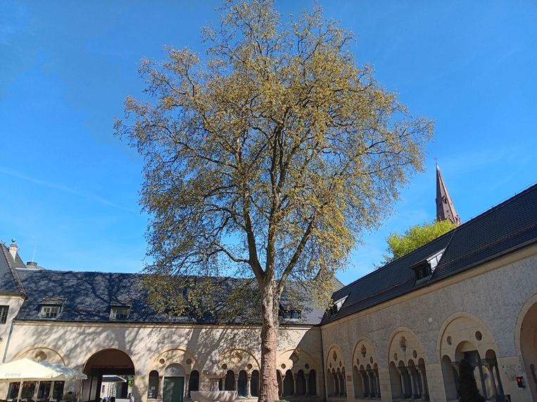 duże drzewo rosnące na dziedzińcu dużego gmachu - grafika artykułu