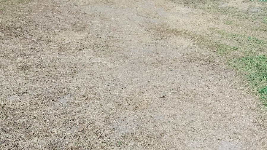 Teren BitterSweet Festival na Cytadeli tydzień po zakończeniu imprezy widać spory fragment wydeptanej trawy