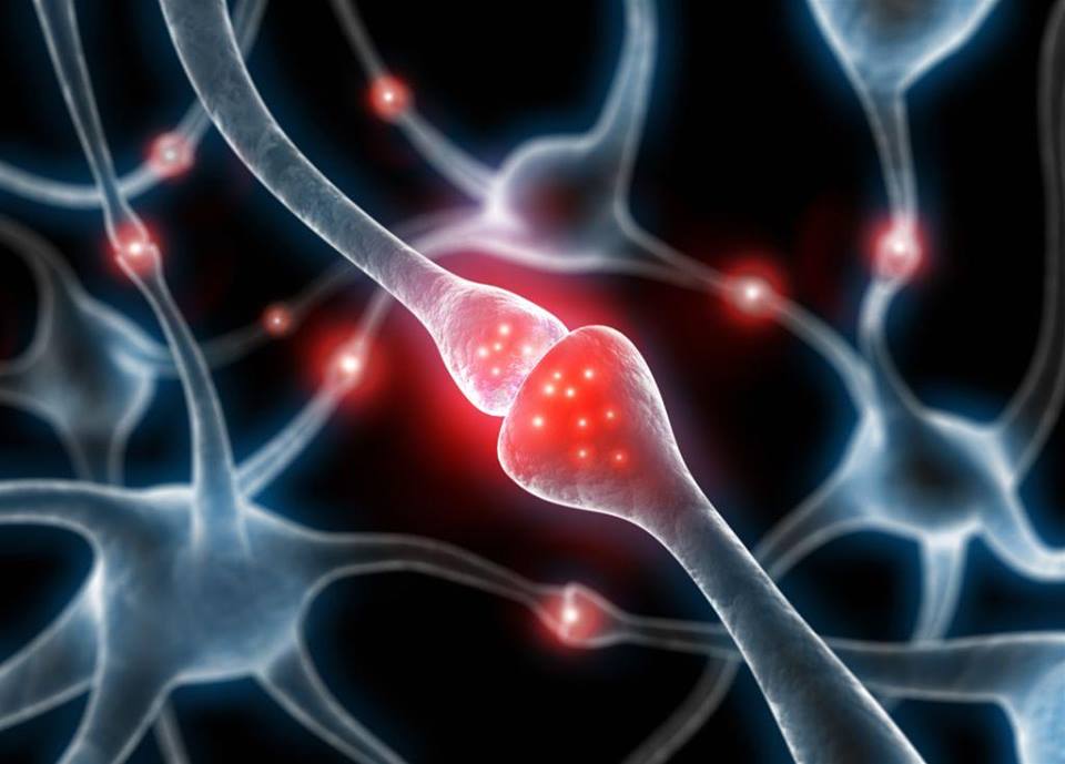 8. Tydzień Mózgu w Poznaniu - grafika artykułu