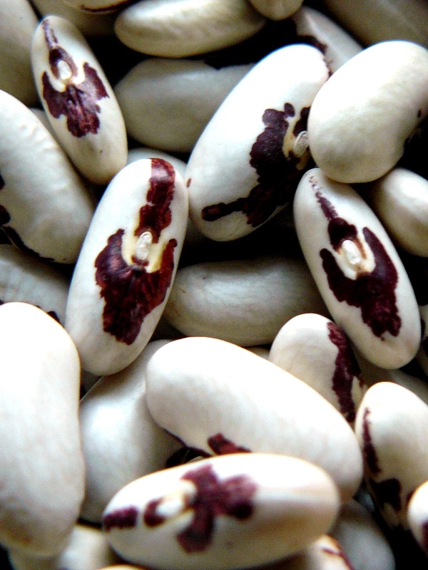 Fasola "z orzełkiem", fot. potrawyregionalne.pl - grafika artykułu