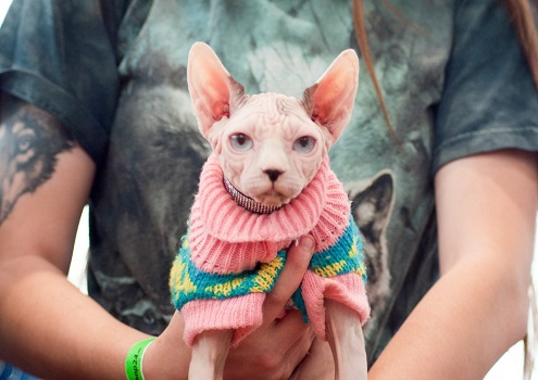 . - grafika artykułu