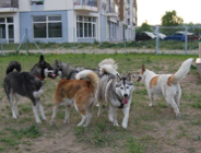 Osiedlowi radni chcą wybiegów dla psów na Starym Mieście