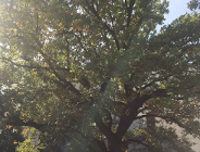 Ostrożnie z "Krzysztofem"