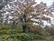 Petycja w sprawie pomnika przyrody