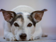 Petycja ws. przywrócenia opłaty za posiadanie psa