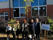 Platany na jubileusz szkoły