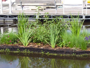 Pływające ogrody ozdobią Wartę