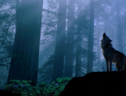 Pogoń za Wilkiem - wystartowały zapisy