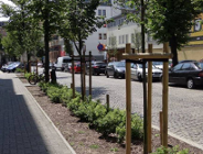 Posadzą kilkaset nowych drzew