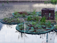 Posadzili ogród na Cybinie