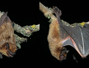 Poznaj tajemnice życia nietoperzy