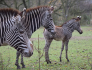Poznańskie Zoo a międzynarodowe stowarzyszenia