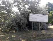 Prace na użytku ekologicznym i pomniku przyrody