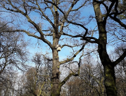 Procedura i konsultacje