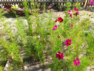 Propozycja wsparcia ogrodów społecznych