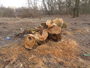 Przeciw wycince drzew