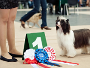 Psie święto na MTP