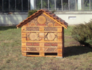 Pszczoły w palmiarni