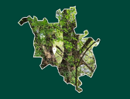 Pytania o "Fifne wierzby"